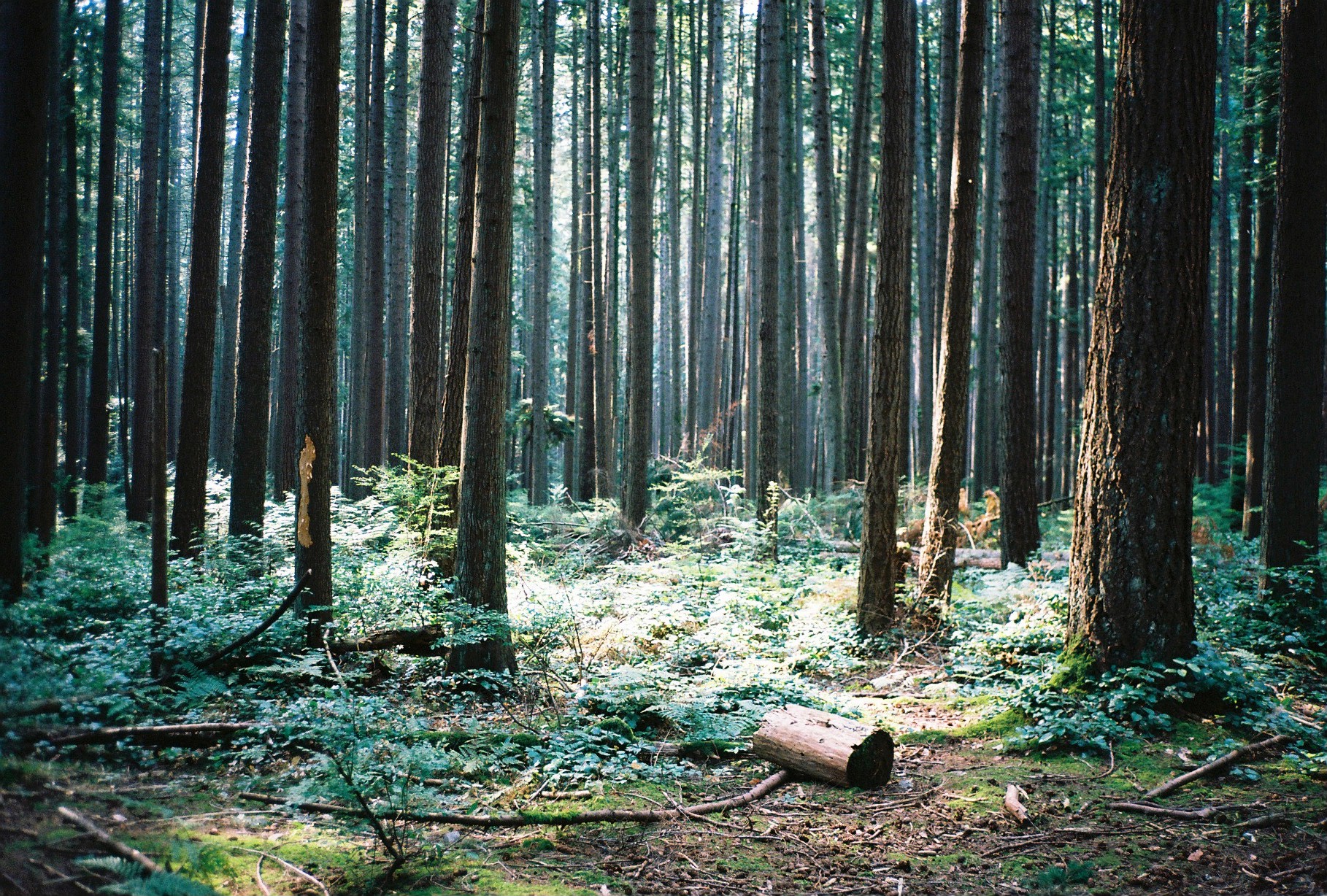 Sunlight falling between tall forest trees