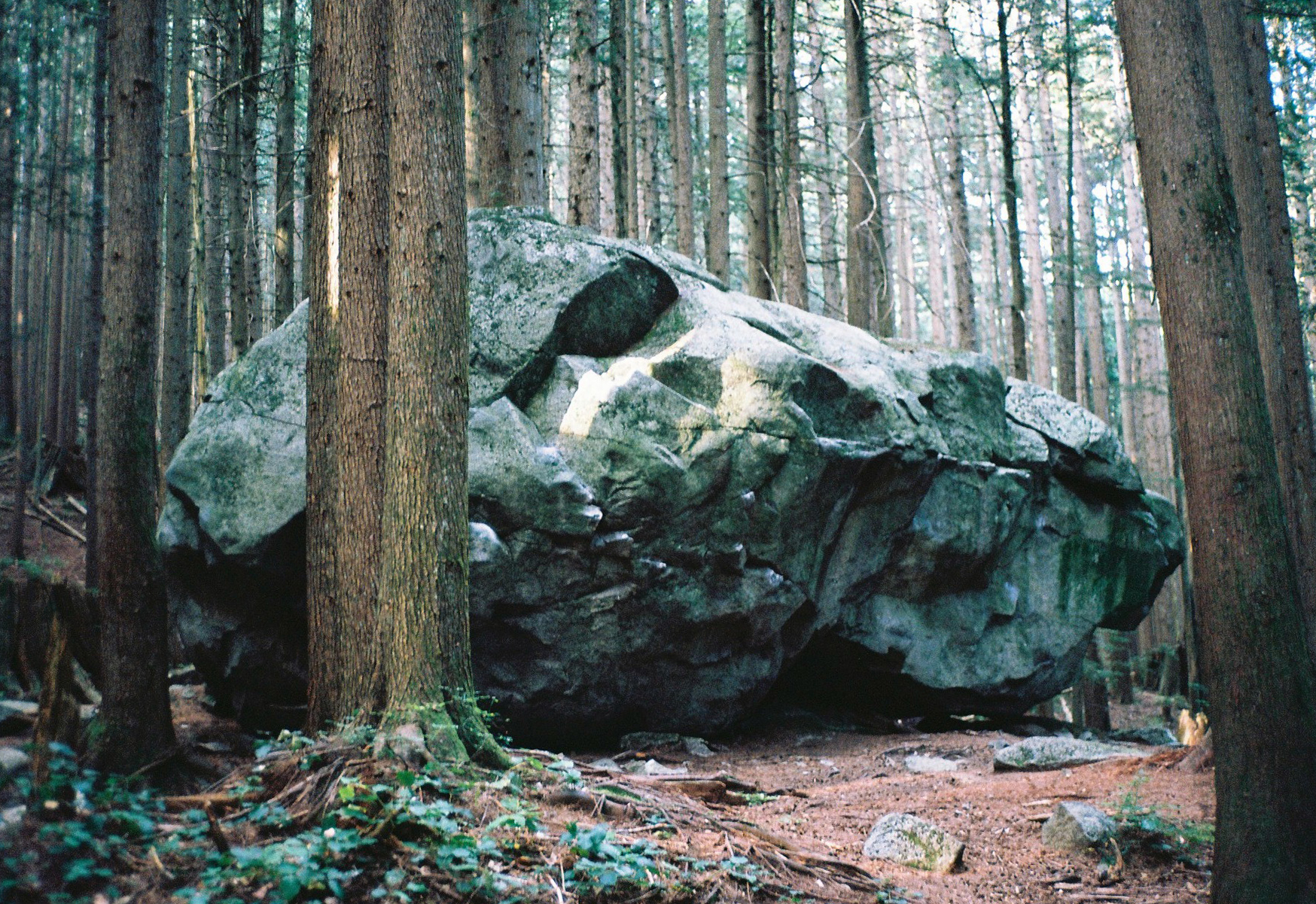 An immense boulder among tall forest trees